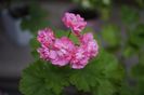 Australian Pink