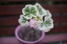 Westdale Appleblossom
