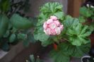 Happy Appleblossom