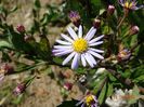 aster ageratoides Asran