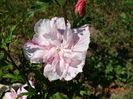 hibiscus syriacus Pink Chiffon