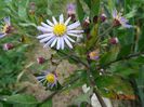 aster ageratoides Asran