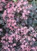Sedum_sieboldii_Regel[1]