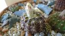 Frailea buenekeri