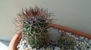 Mammillaria rhodantha