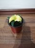 Sansevieria star canary