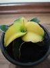 Sansevieria star canary