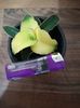Sansevieria star canary