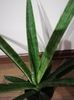 Sansevieria pixel green