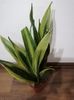 Sansevieria golden flame