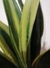 Sansevieria golden flame