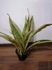Sansevieria aubritiana lauren