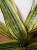 Sansevieria aubritiana lauren