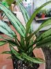Aglaonema Cutlass