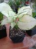 Aglaonema Super White