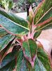Aglaonema Crete