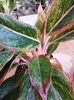 Aglaonema Crete