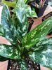 Aglaonema Maria