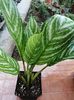Aglaonema Stripes
