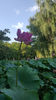 Lotus de Nil - Lotus de IndiaNelumbo nucifera