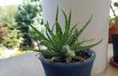 Aloe humilis