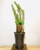 Monodenium magnificum
