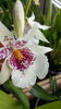 beallara "BigShot HiloSparkle"
