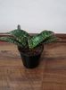 Sansevieria tabby