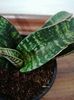 Sansevieria tabby