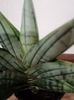 Sansevieria inti