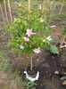 Hibiscus siriacus 50 lei