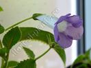 Sinningia Luci s Dual Soul
