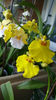 oncidium "SweetSugar"