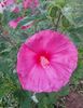 Hibiscus Little Prince