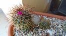 Mammillaria rhodantha