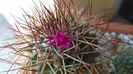 Mammillaria rhodantha