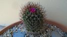 Mammillaria rhodantha