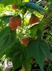 Abutilon