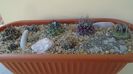 Grup de 8 Turbinicarpus