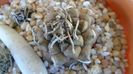 Turbinicarpus macrochele v. screvispinum