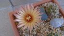 Coryphantha maiz-tablasensis