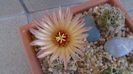 Coryphantha maiz-tablasensis