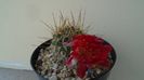 Lobivia aculeata (Echinopsis pentlandii)