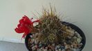 Lobivia aculeata (Echinopsis pentlandii)