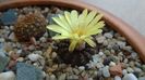 Frailea castanea