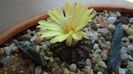 Frailea castanea