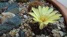 Frailea castanea