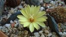 Frailea castanea