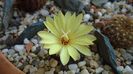 Frailea castanea