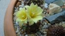 Frailea  pulcherrima (Frailea pygmaea)